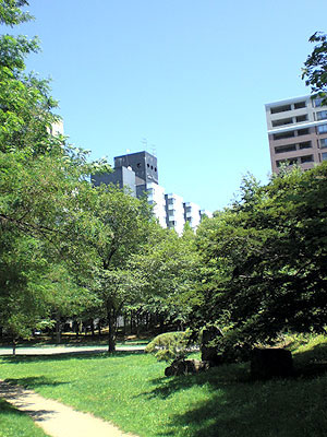 中島公園からみたカサウィスタリア